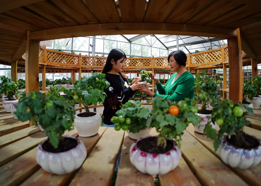 在沙河村“花音畔”蔬菜盆景直播基地，花農(nóng)們在做直播前準備。丁華明攝