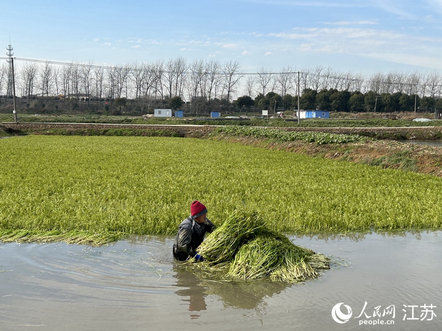 割好的水芹像一個個小“谷垛”浮在水面。人民網(wǎng) 王丹丹攝