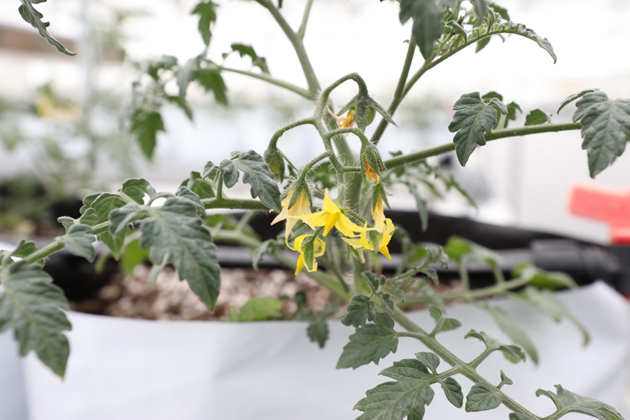 無土栽培的西紅柿開花。董自強攝