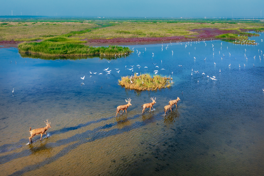 江蘇鹽城：濱海濕地盡現(xiàn)生物多樣性之美