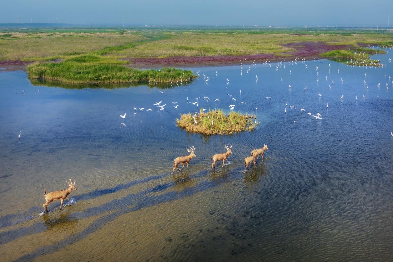 鹽城濱海濕地上鳥飛鹿鳴。 陳榮攝