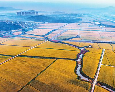 江蘇省南京市溧水區(qū)晶橋鎮(zhèn)笪村，晚稻豐收在望。朱紅生攝